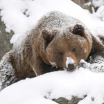 inverno crypto bear market