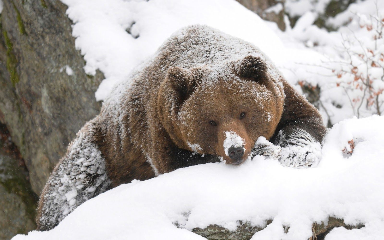 inverno crypto bear market