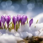 inverno crypto primavera